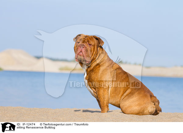 sitzende Renascence Bulldogge / sitting Renascence Bulldog / IF-12474