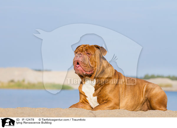 liegende Renascence Bulldogge / lying Renascence Bulldog / IF-12478