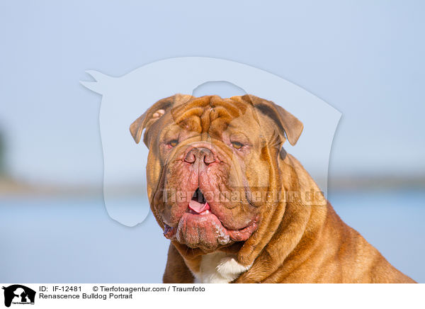 Renascence Bulldogge Portrait / Renascence Bulldog Portrait / IF-12481