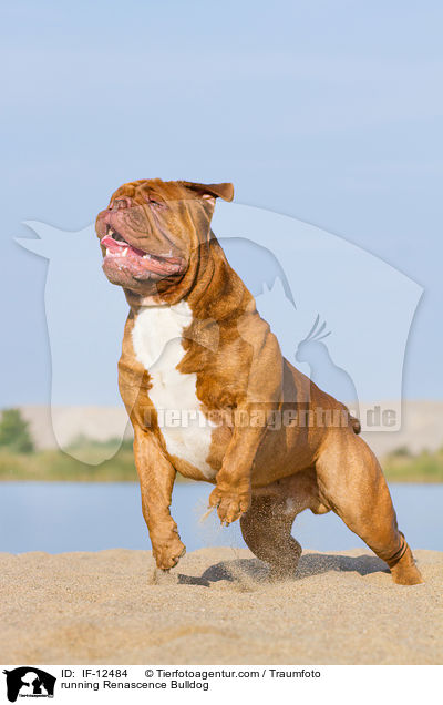rennende Renascence Bulldogge / running Renascence Bulldog / IF-12484