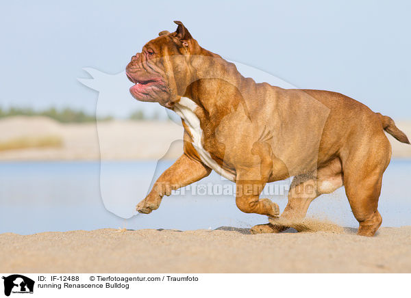 rennende Renascence Bulldogge / running Renascence Bulldog / IF-12488