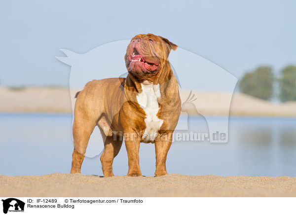 Renascence Bulldogge / Renascence Bulldog / IF-12489