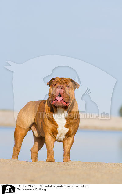 Renascence Bulldogge / Renascence Bulldog / IF-12490