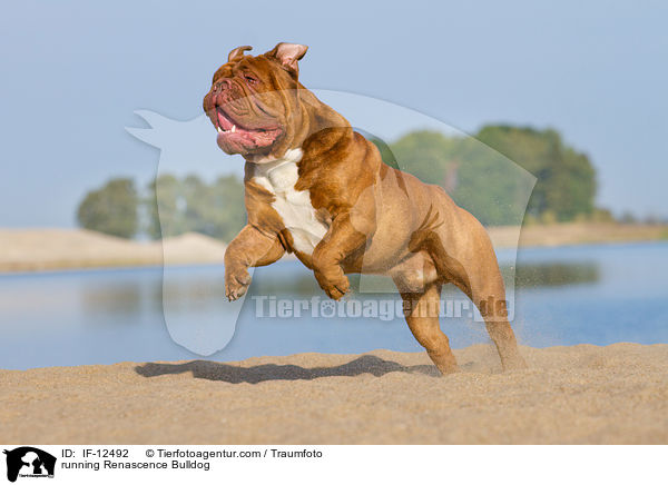 rennende Renascence Bulldogge / running Renascence Bulldog / IF-12492