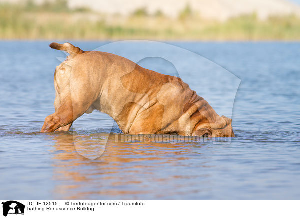 bathing Renascence Bulldog / IF-12515