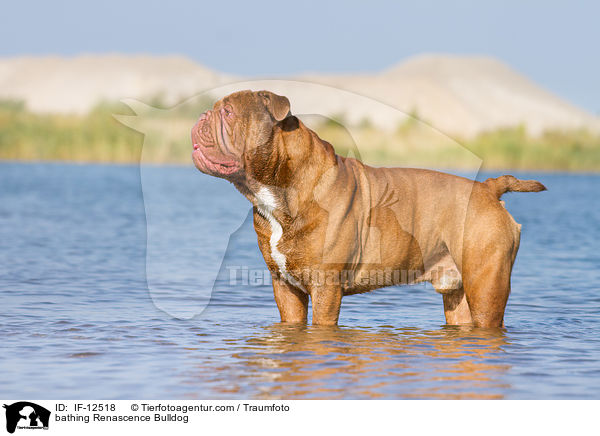 badende Renascence Bulldogge / bathing Renascence Bulldog / IF-12518