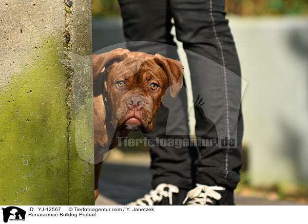 Renascence Bulldogge Portrait / Renascence Bulldog Portrait / YJ-12567