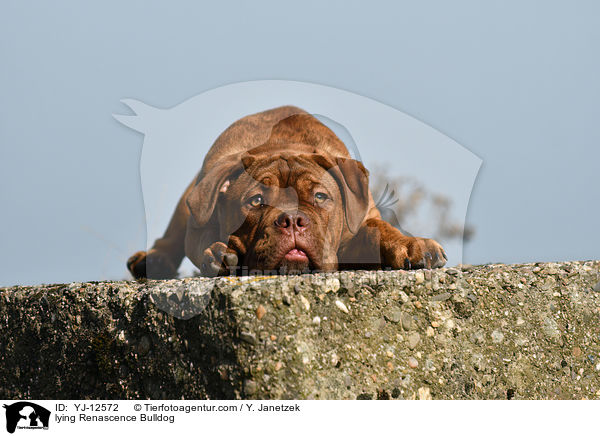 liegender Renascence Bulldogge / lying Renascence Bulldog / YJ-12572