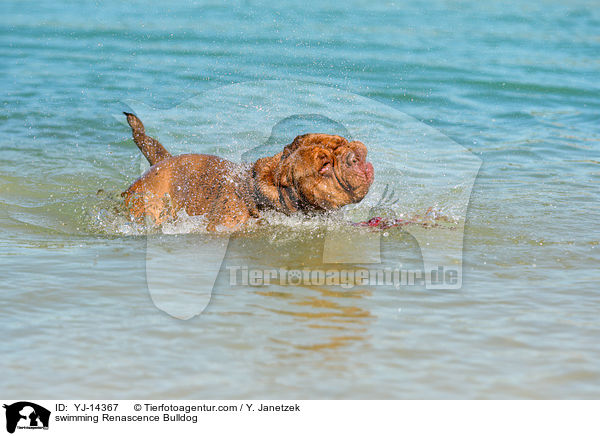 schwimmender Renascence Bulldog / swimming Renascence Bulldog / YJ-14367
