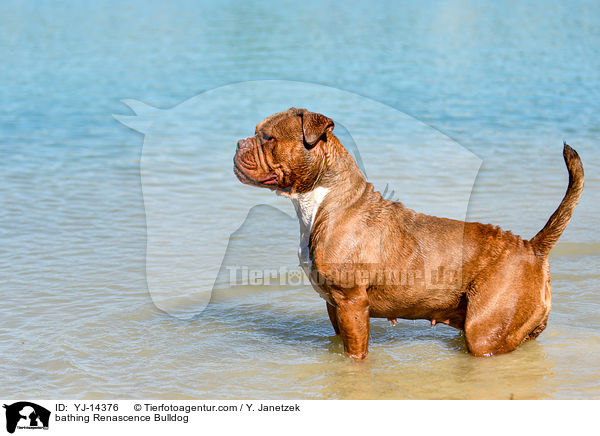 badender Renascence Bulldog / bathing Renascence Bulldog / YJ-14376