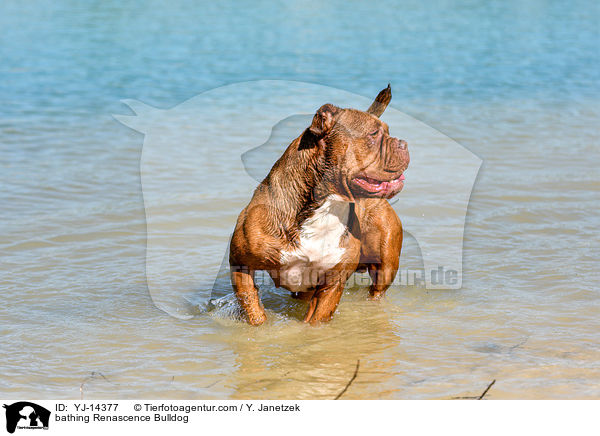 bathing Renascence Bulldog / YJ-14377