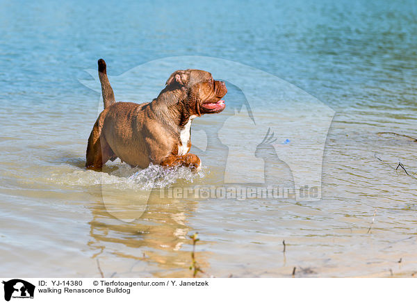 laufender Renascence Bulldog / walking Renascence Bulldog / YJ-14380