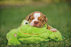 Renascence Bulldog Puppy