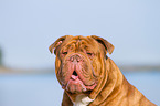 Renascence Bulldog Portrait