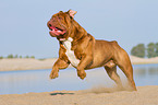 running Renascence Bulldog