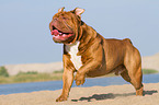 running Renascence Bulldog