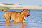 bathing Renascence Bulldog