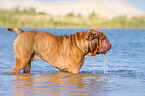 bathing Renascence Bulldog