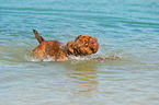 swimming Renascence Bulldog