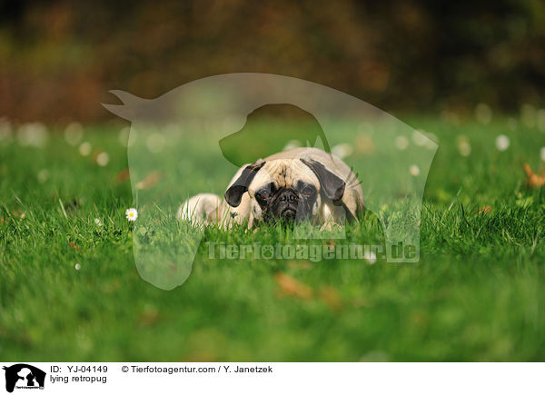 liegender Retromops / lying retropug / YJ-04149