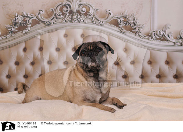 liegender Retromops / lying retro pug / YJ-06188
