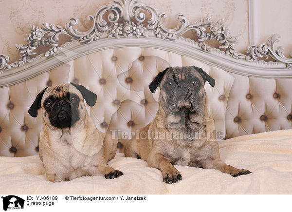 2 Retrompse / 2 retro pugs / YJ-06189