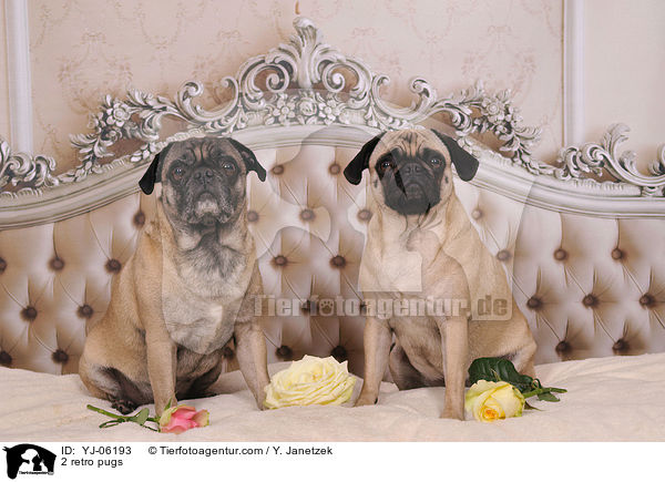 2 Retrompse / 2 retro pugs / YJ-06193