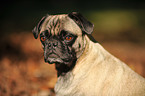 retropug portrait