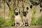 sitting retropugs