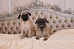 2 retro pugs