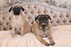 2 retro pugs