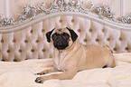 lying retro pug