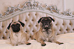 2 retro pugs