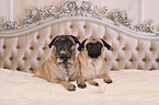 2 retro pugs