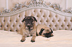 2 retro pugs