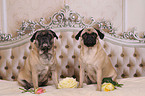 2 retro pugs