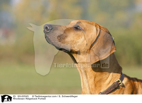 Rhodesian Ridgeback Portrait / Rhodesian Ridgeback Portrait / SS-00545