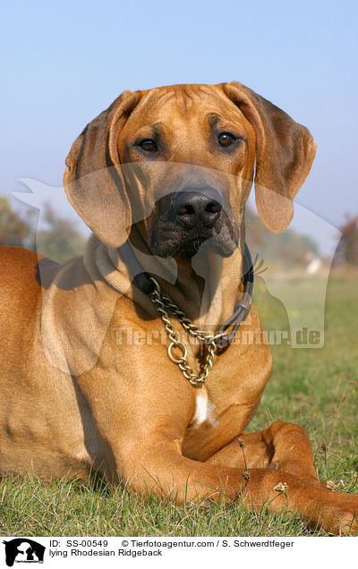 liegender Rhodesian Ridgeback / lying Rhodesian Ridgeback / SS-00549