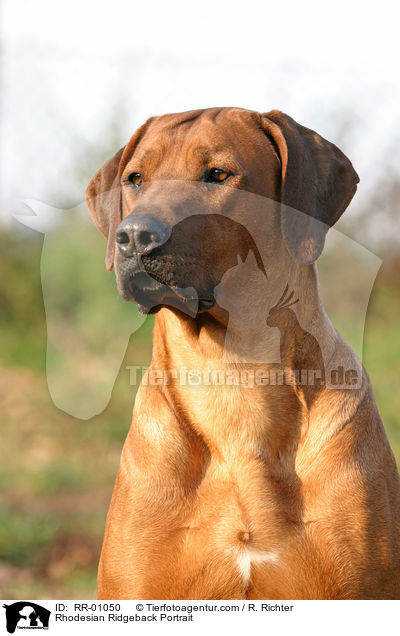 Rhodesian Ridgeback Portrait / Rhodesian Ridgeback Portrait / RR-01050