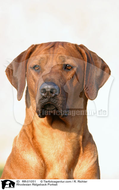 Rhodesian Ridgeback Portrait / RR-01051