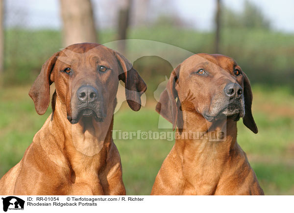 Rhodesian Ridgeback Portraits / Rhodesian Ridgeback Portraits / RR-01054