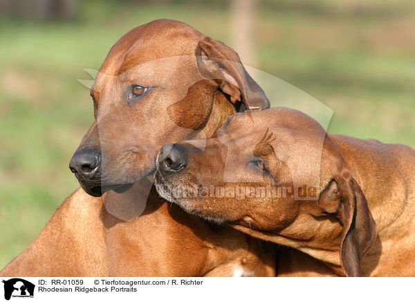 Rhodesian Ridgeback Portraits / Rhodesian Ridgeback Portraits / RR-01059