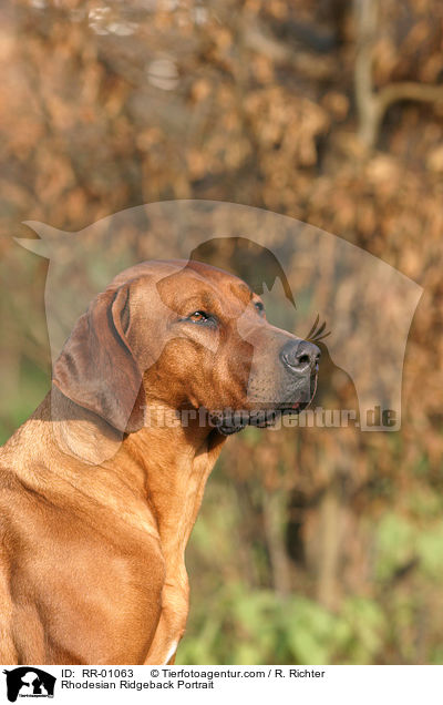 Rhodesian Ridgeback Portrait / Rhodesian Ridgeback Portrait / RR-01063