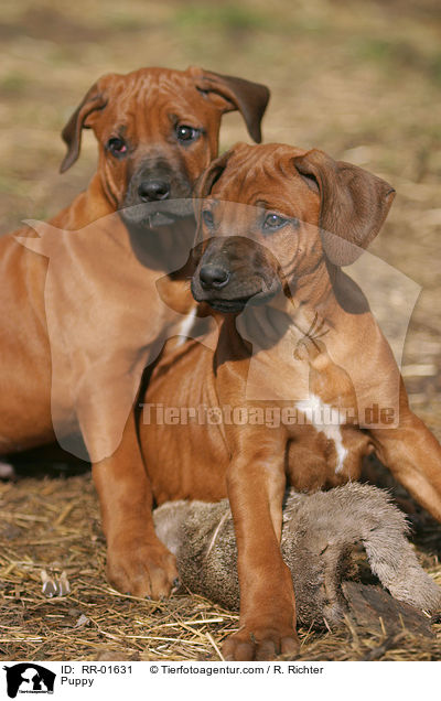 Rhodesian Ridgeback Welpe / Puppy / RR-01631