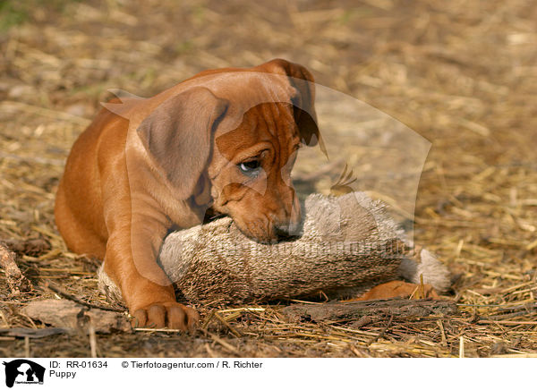 Rhodesian Ridgeback Welpe / Puppy / RR-01634