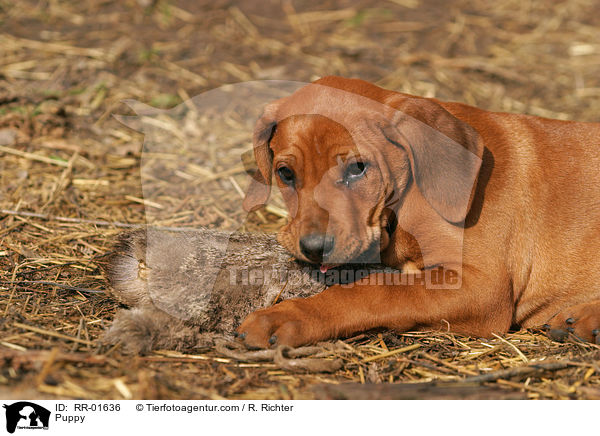 Rhodesian Ridgeback Welpe / Puppy / RR-01636