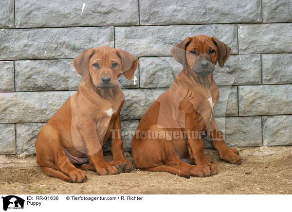 Rhodesian Ridgeback Welpe / Puppy / RR-01638