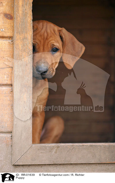 Rhodesian Ridgeback Welpe / Puppy / RR-01639