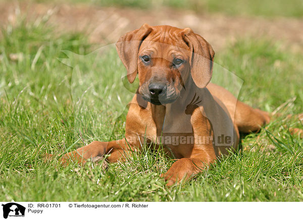 Puppy / RR-01701
