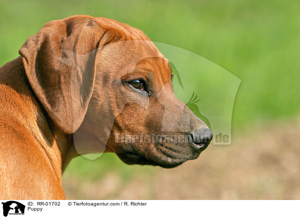 Rhodesian Ridgeback Welpe / Puppy / RR-01702